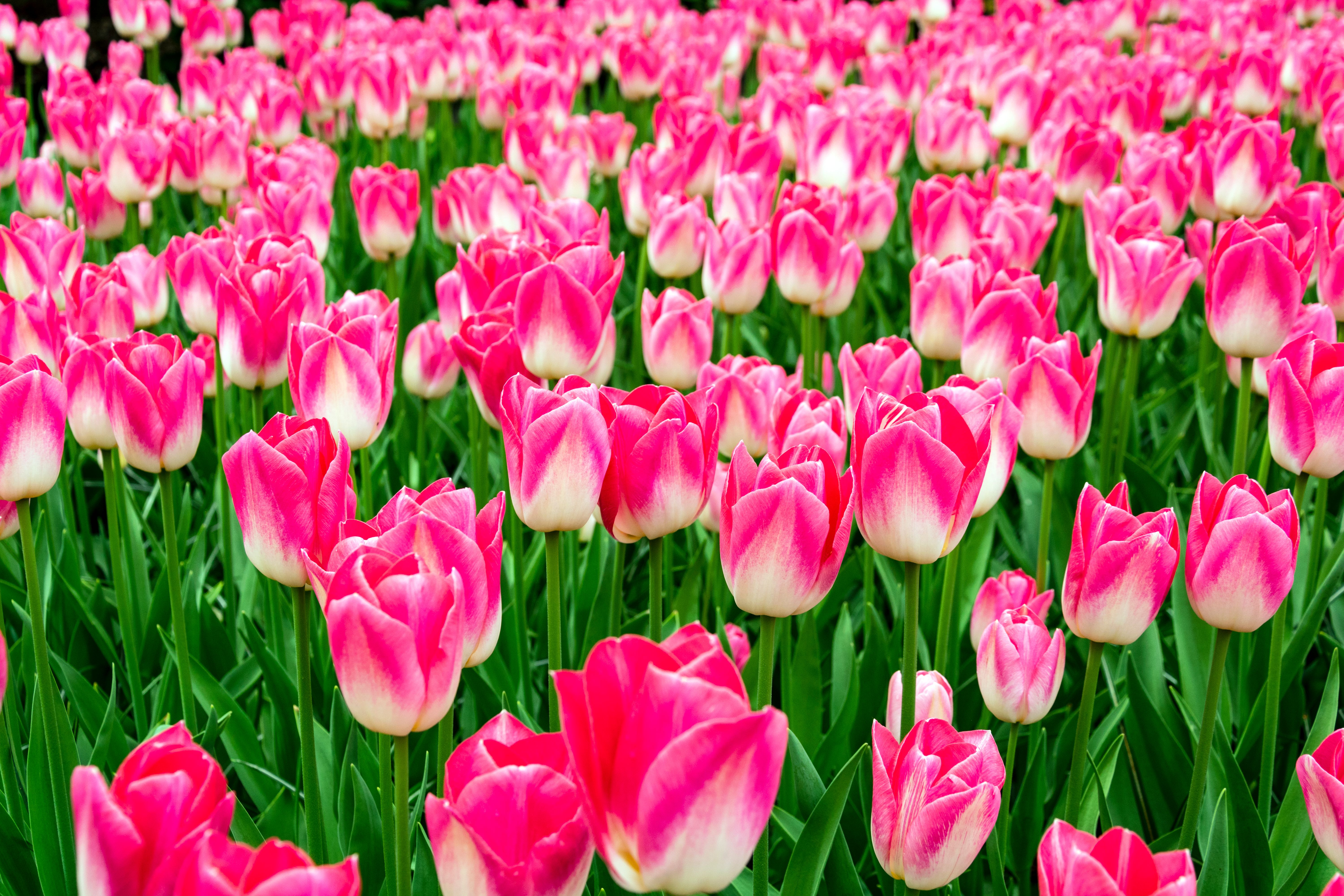 Pink Tulips1.jpg