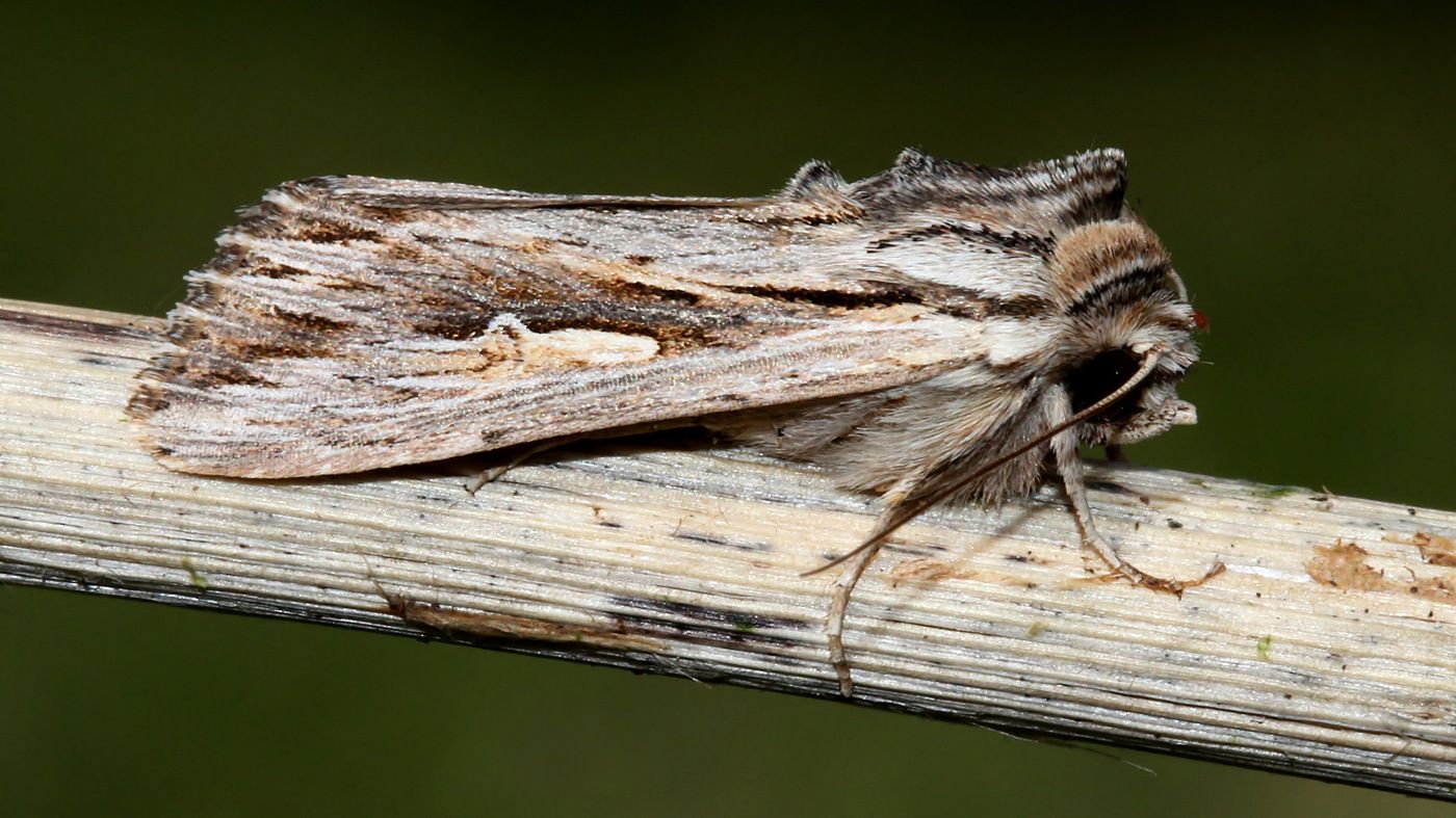 Noctuidae Persectania ewingii Southern ARmy Worm Tas n1 BY MV 2017-09-22.jpg