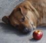 appledog.JPG