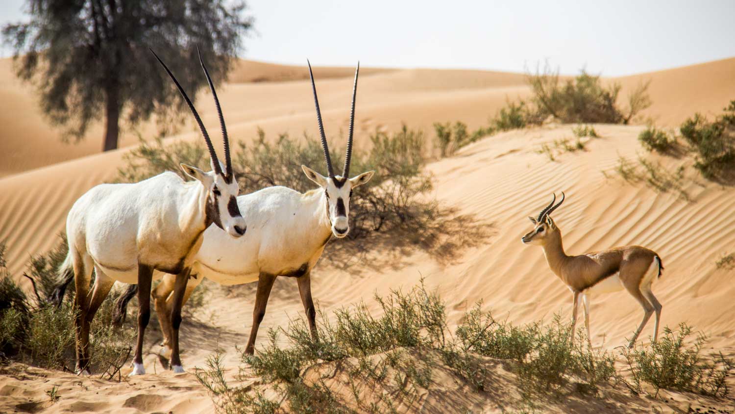 Desert-Reserve-in-Dubai.jpg