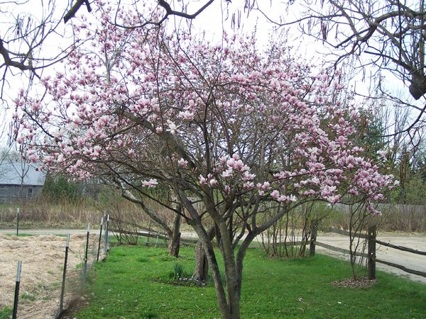 Magnolia crop May 2018.jpg