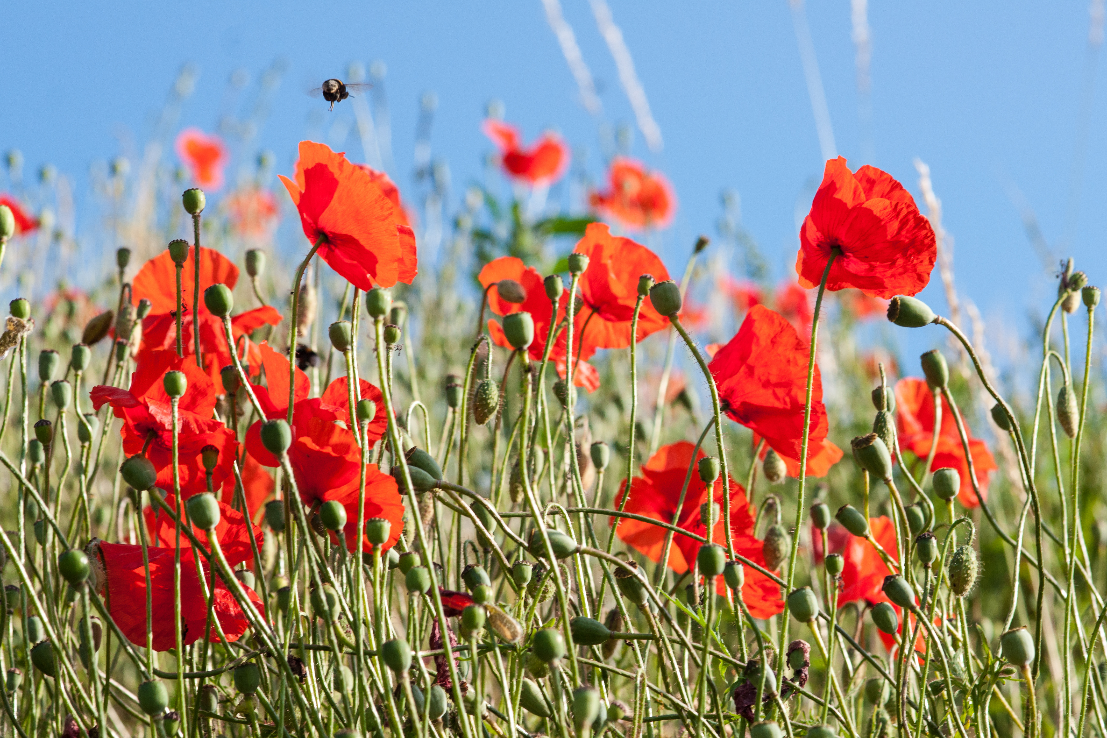 a6000-4-sep2015-oud-poppies-04476.jpg