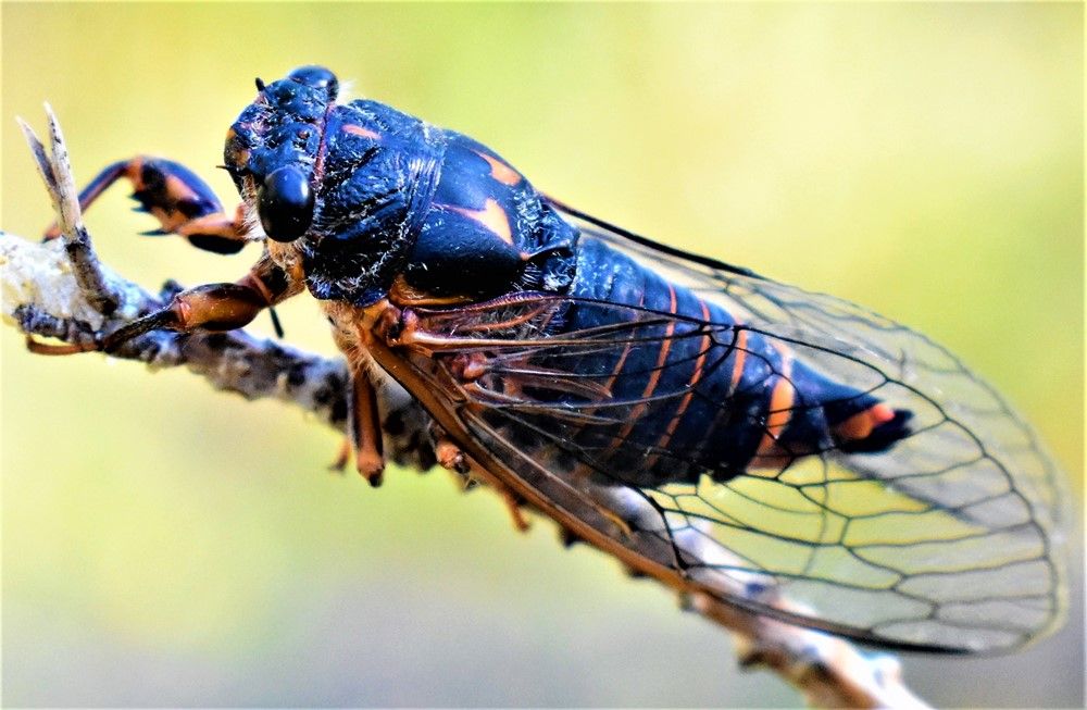 cicada.JPG