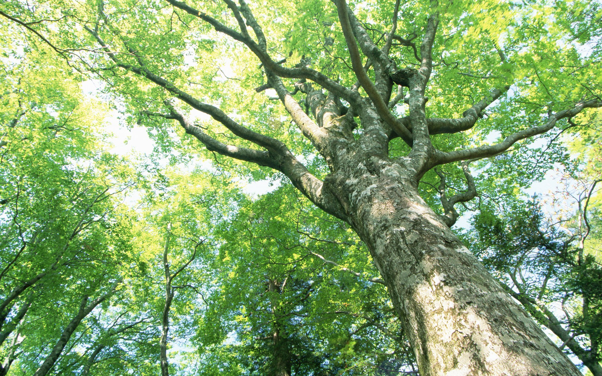 《飞鸟与夏花》每天一首自译飞鸟集（134/325） - Translate a poem form Stray Birds everyday