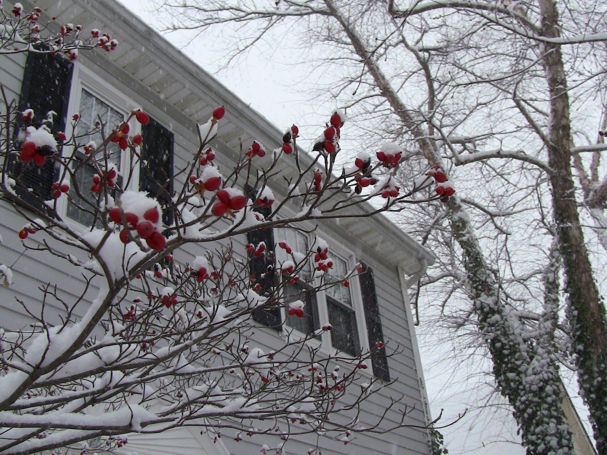 red-berries-snow.jpg