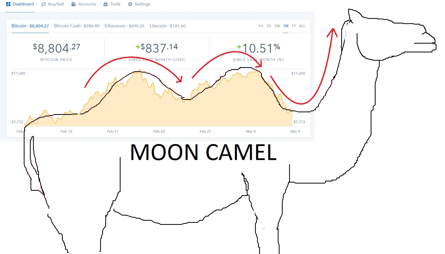 CRYPTO MOON CAMEL — Steemit