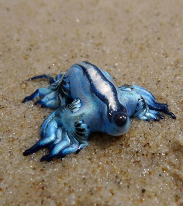 Glaucus Atlanticus Beautiful But Stay Away From It Steemit