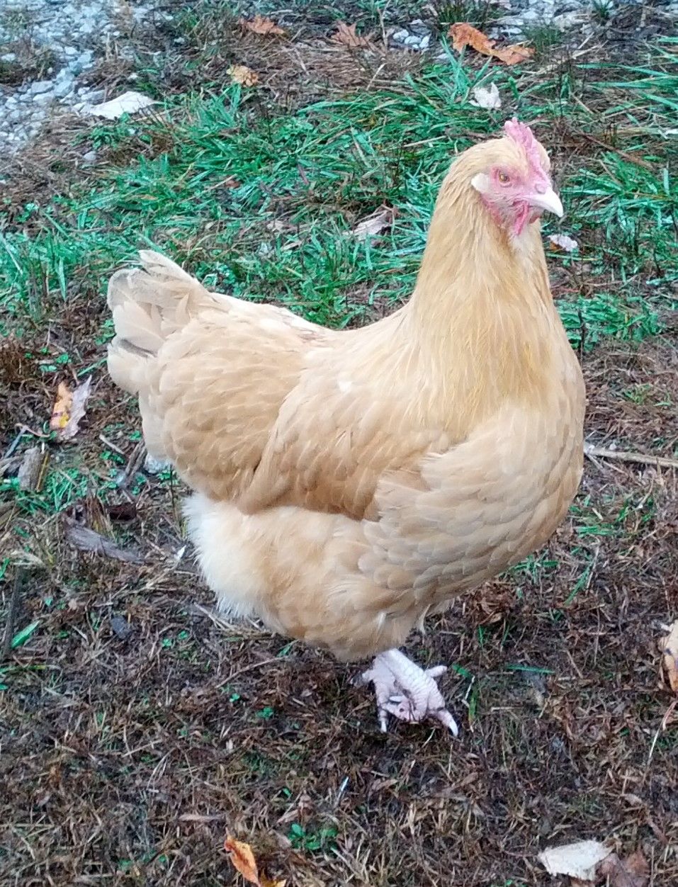 IMG_20171106_154624 (2).jpg