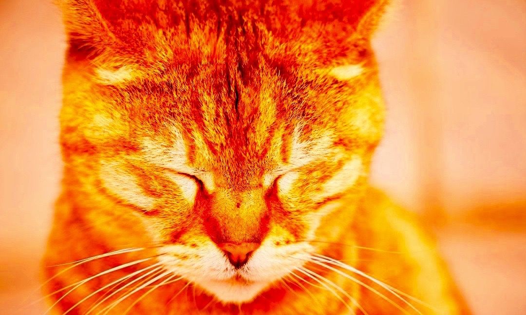 bright-orange-tabby.jpg