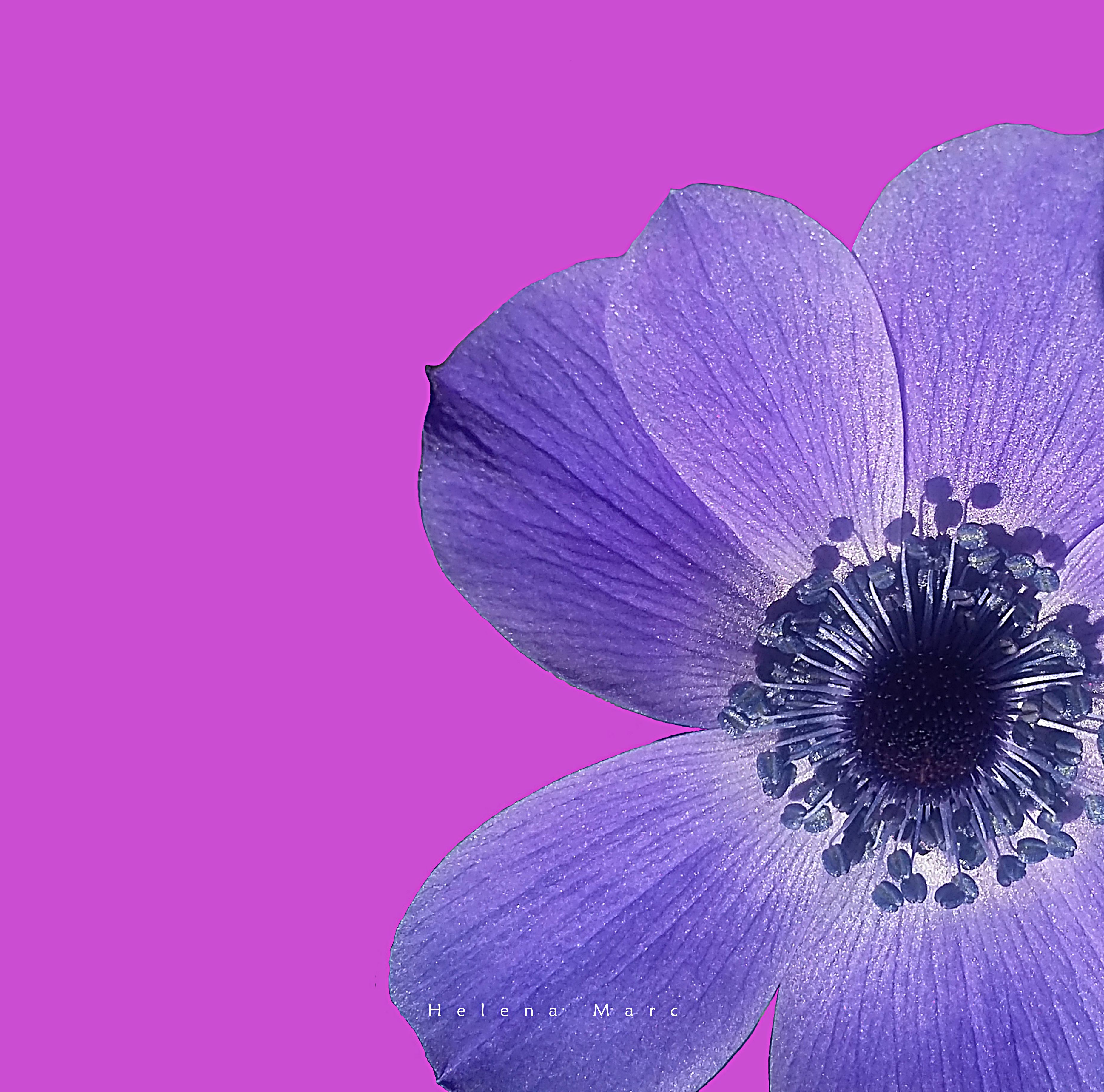 ANEMONE FOND ROSE.jpg