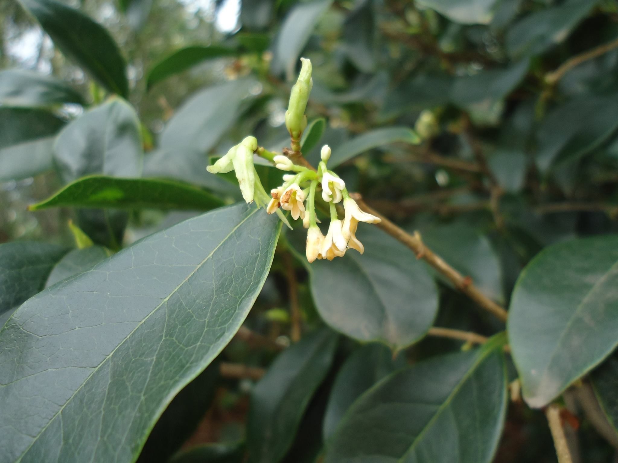 osmanthus flower.jpg