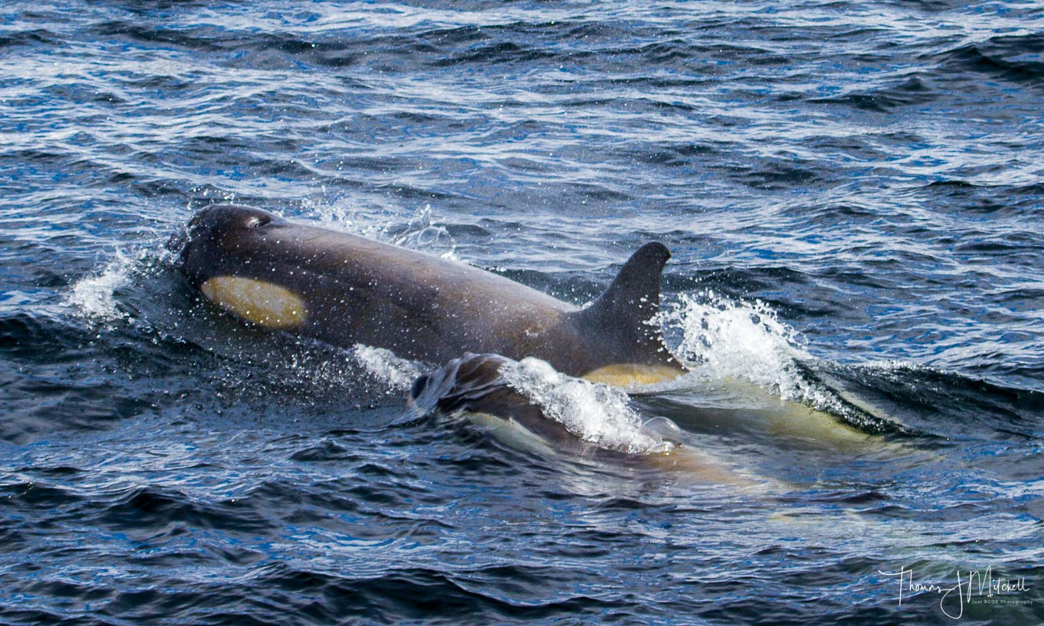 tybe b orca-1-2.jpg