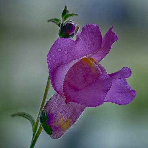 aNTiRRHiNuM MaJuS5-signed.jpg