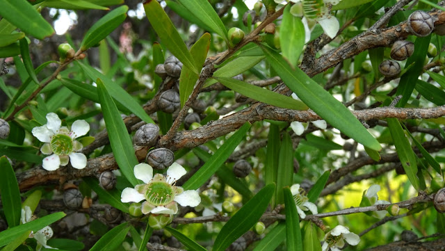 Teatree 4 (1).jpg