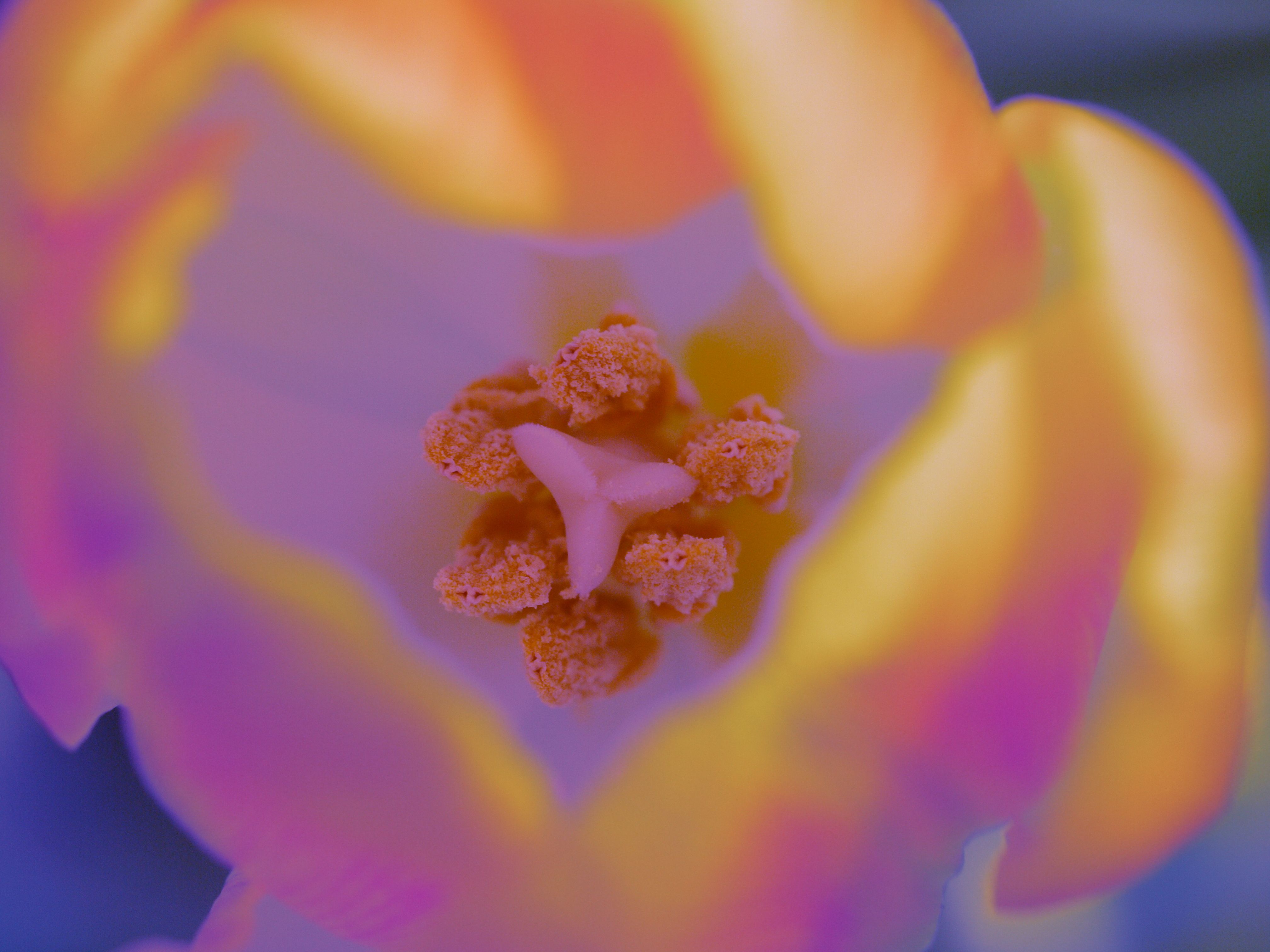 pistil_0001.jpg