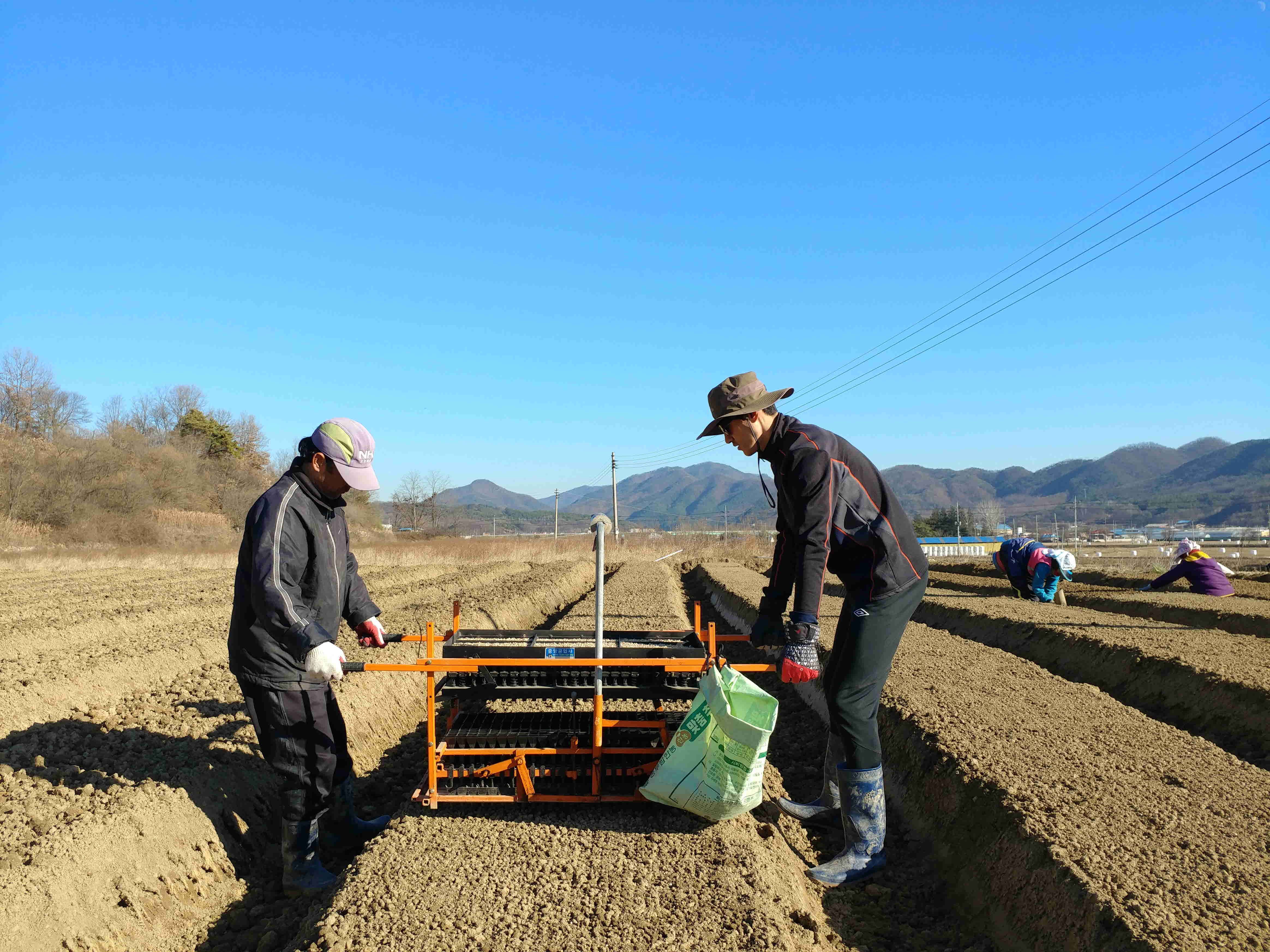 인삼파종기 인삼씨앗파종 인삼파종방법 인삼심기 인삼재배 인삼농사 삼남자 보은군 개갑인삼씨앗 (23).jpg