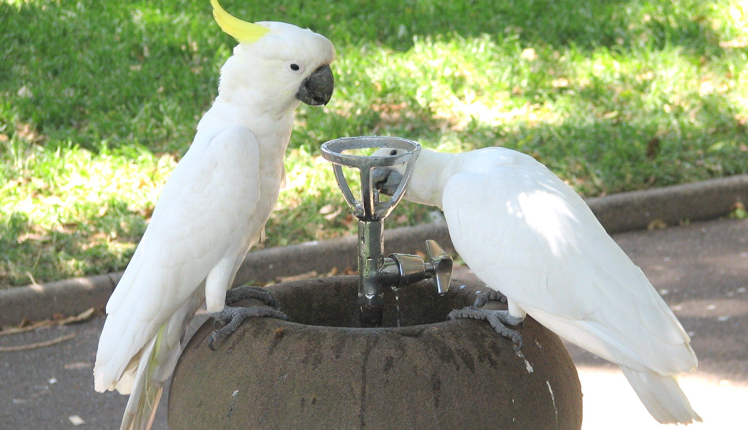 Cockatoos.jpg