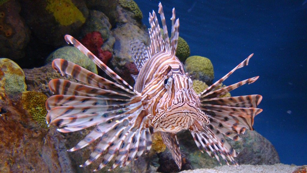 lionfish.jpg