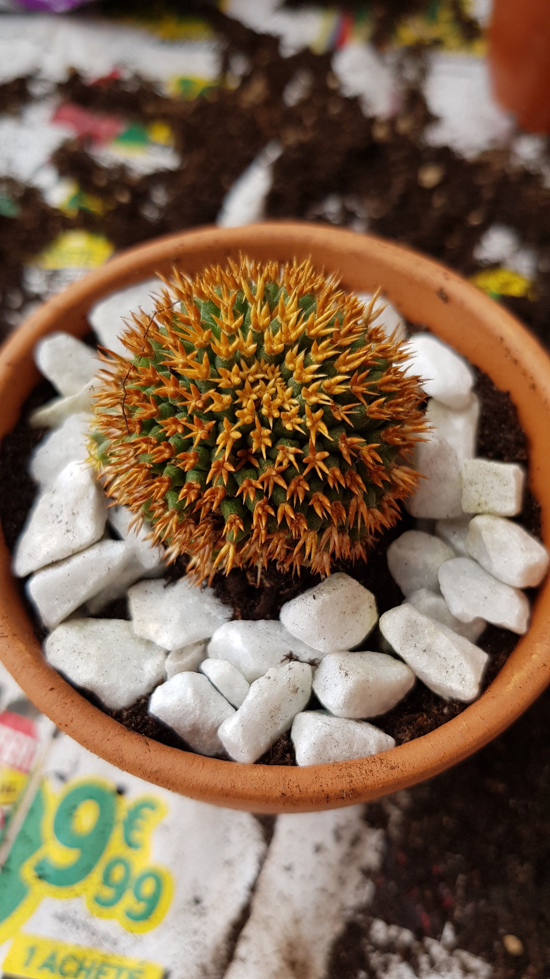 mammillaria bruforma.jpg