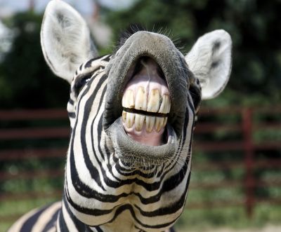 zebra-teeth.jpg