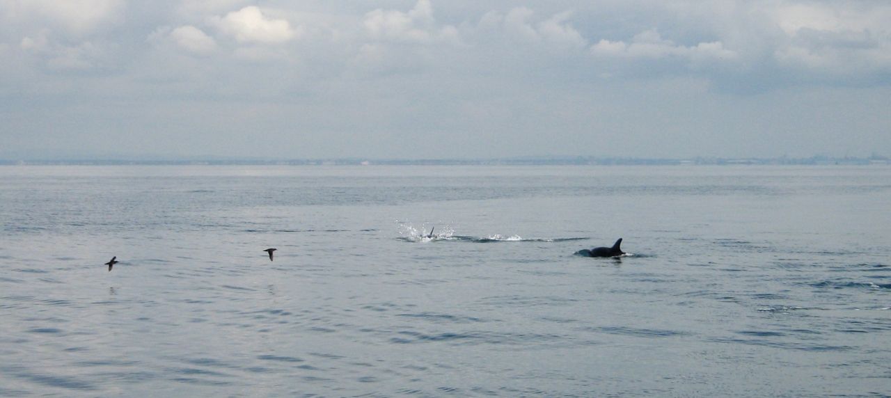 9765163649 - 2 mammals 2 birds taken from yacht zuma.jpg