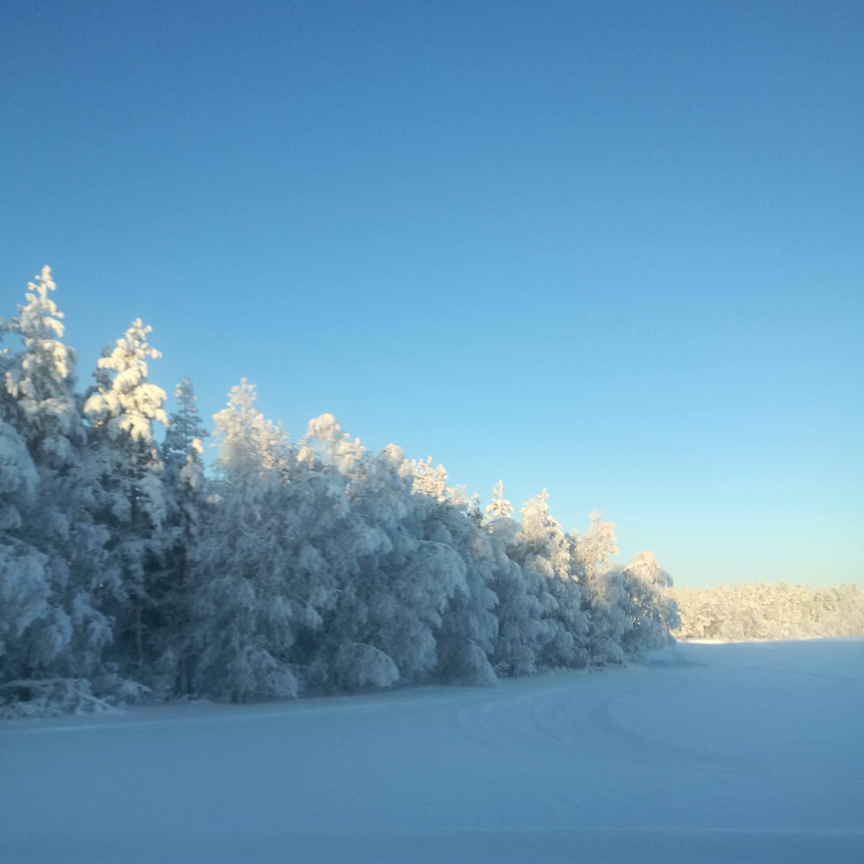 Beautiful Trees Winter Photos- Landscape Photography in Steemit Blog