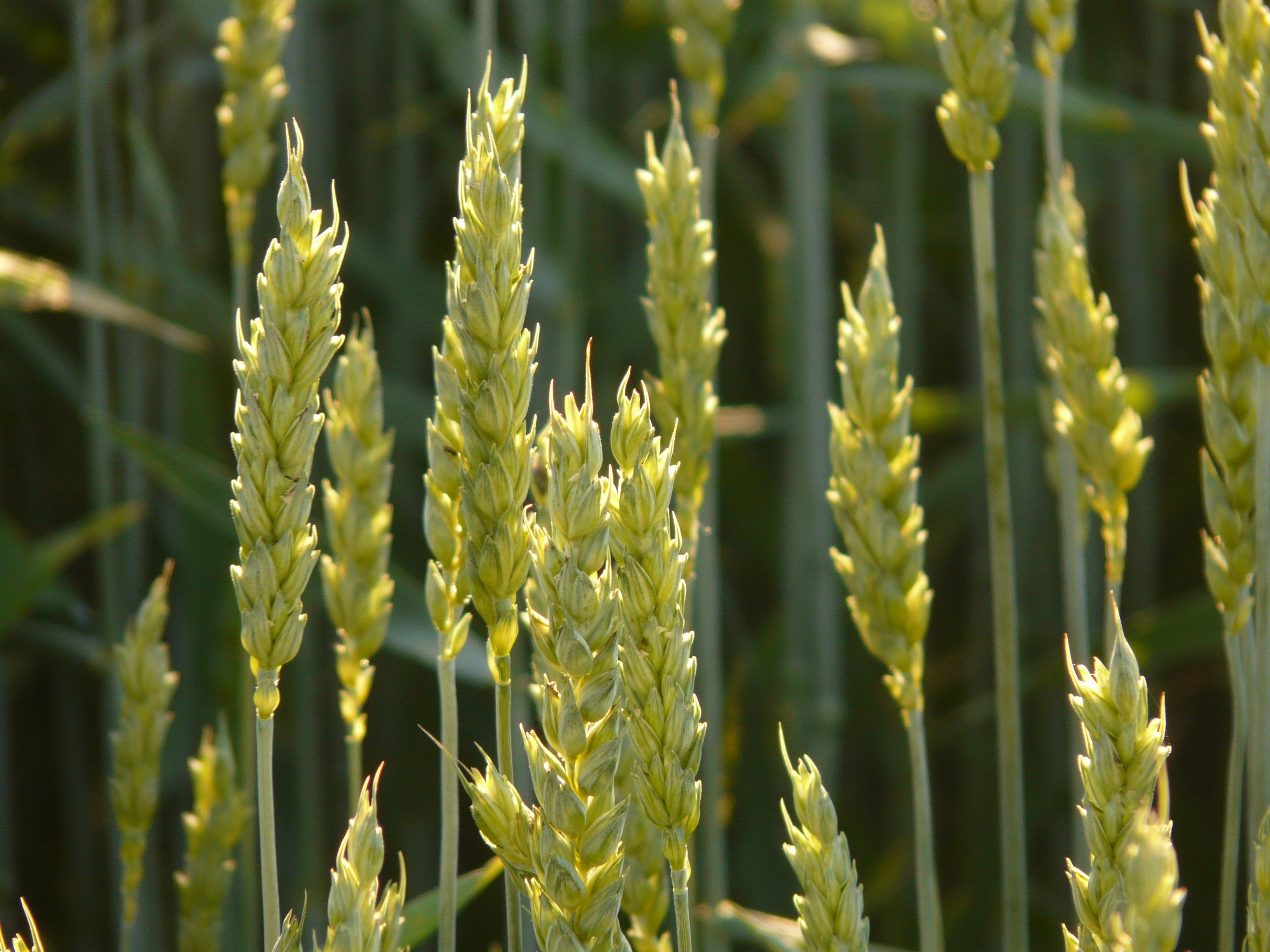 wheat-8244.jpg