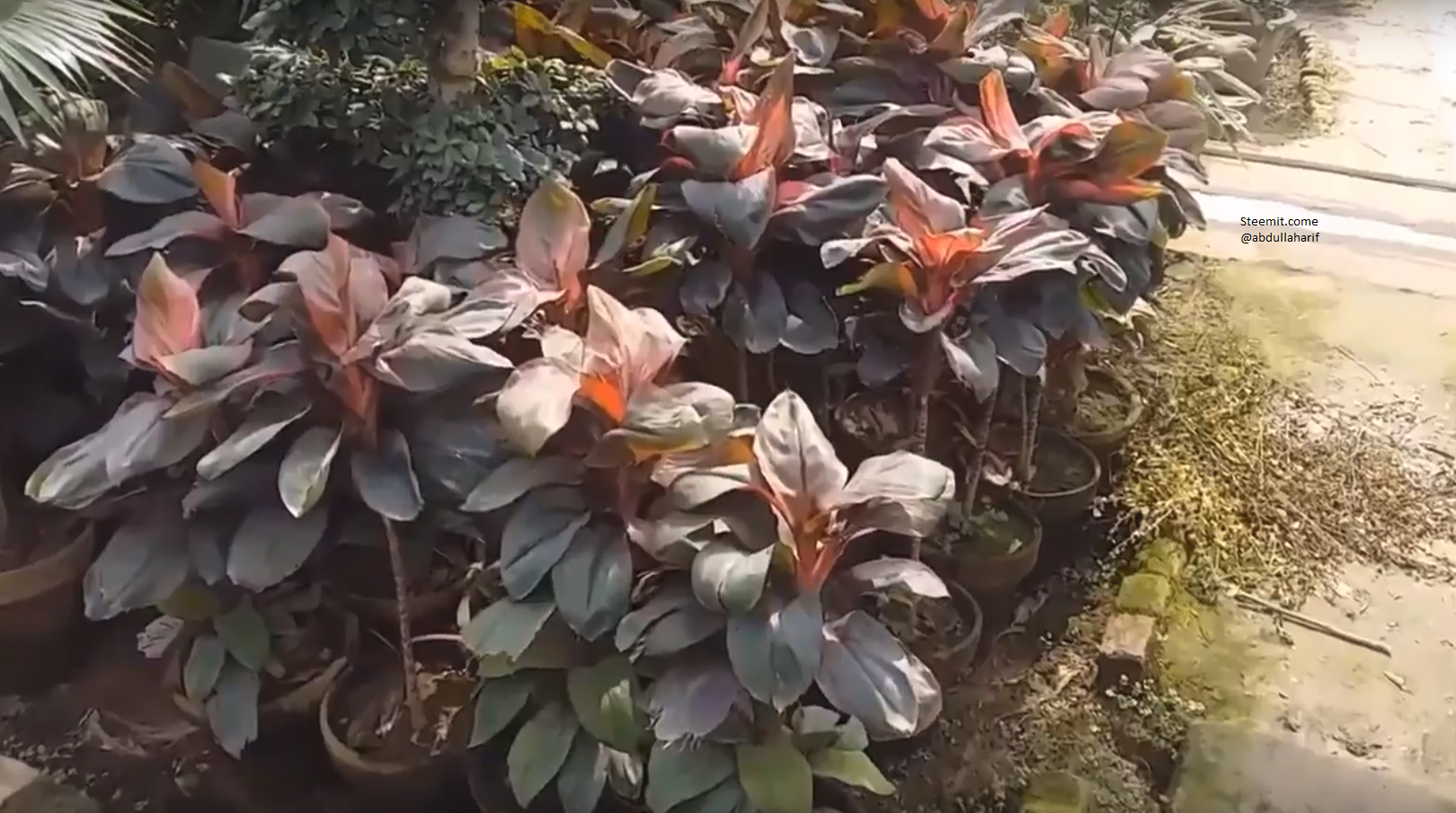 Amazing plants.png