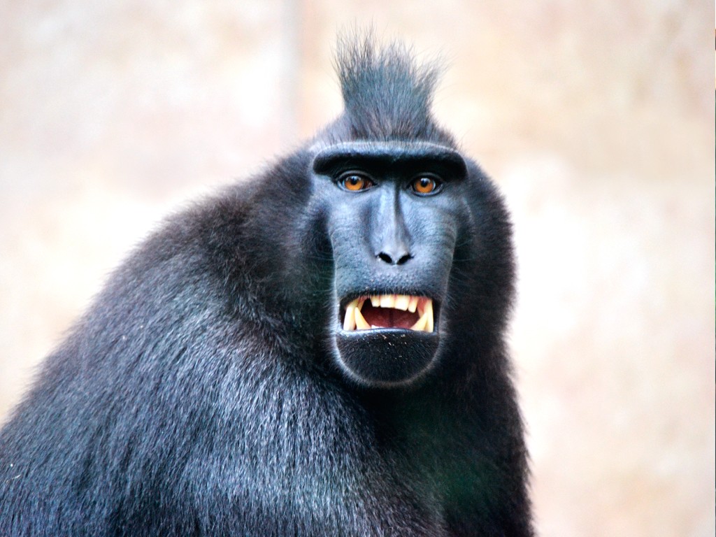 5. Black Macaque.jpg