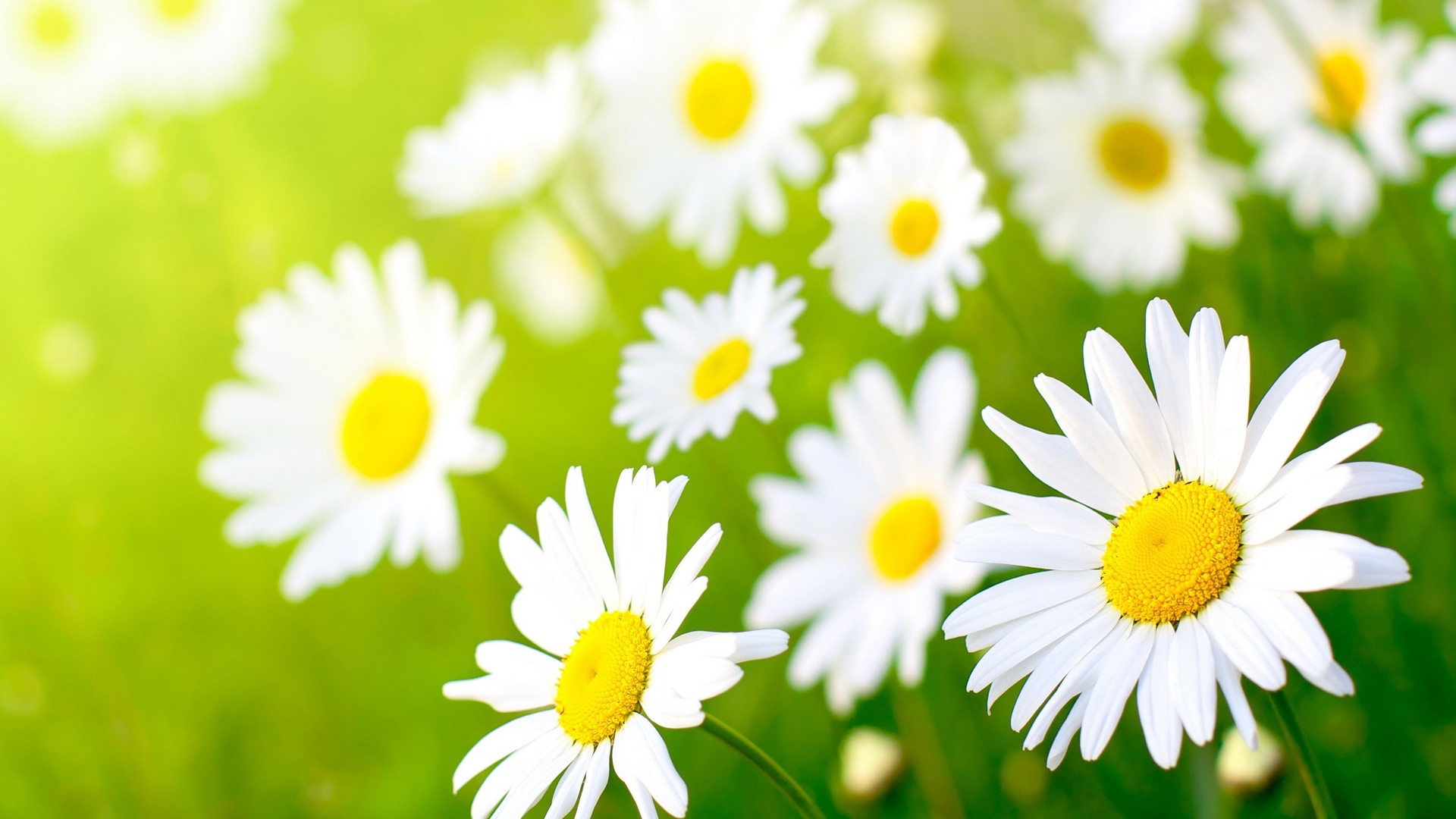 Garden-full-of-daisies-beautiful-spring-perfume_1920x1080.jpg