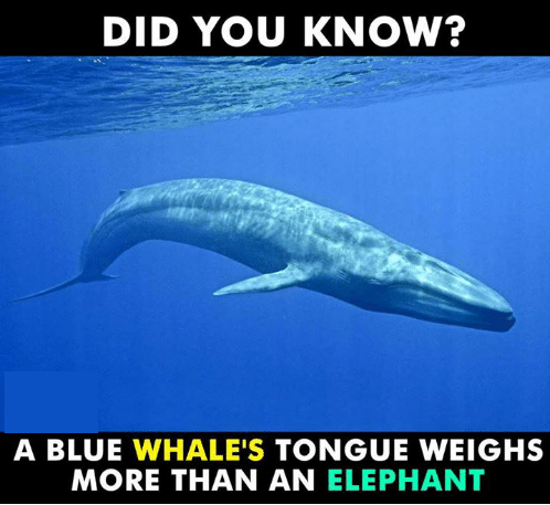 did-you-know-rv-cj-www-rvcj-com-a-blue-whales-5712551 (1).png
