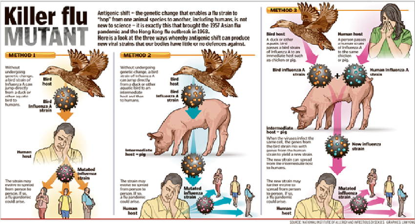 Figure-1-New-Findings-on-the-H1N1-Influenza-Virus.png