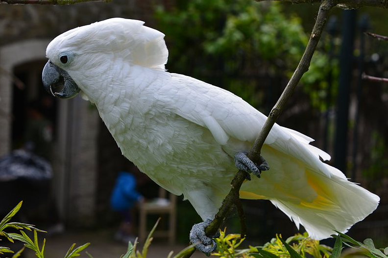 37+ Gambar burung kakak tua raja terupdate