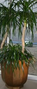 yucca.jpg
