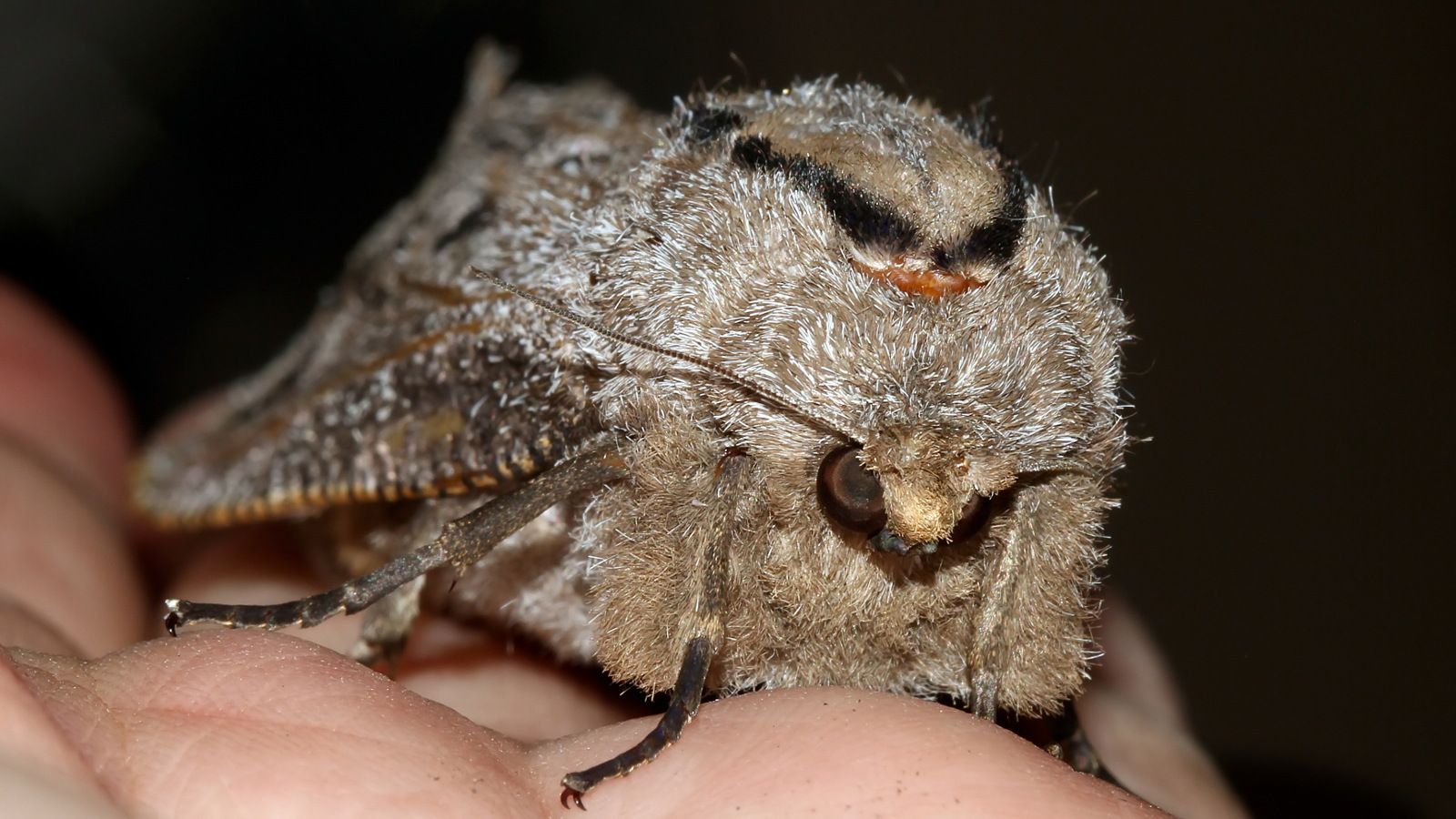 Endoxyla lituratus Wattle Goat Moth MV FW 65mm BY Tas n4 2017-11-20.jpg