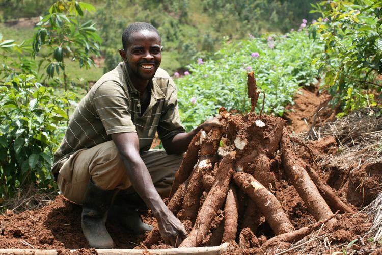 Cassava-Farming-in-Ghana.jpg
