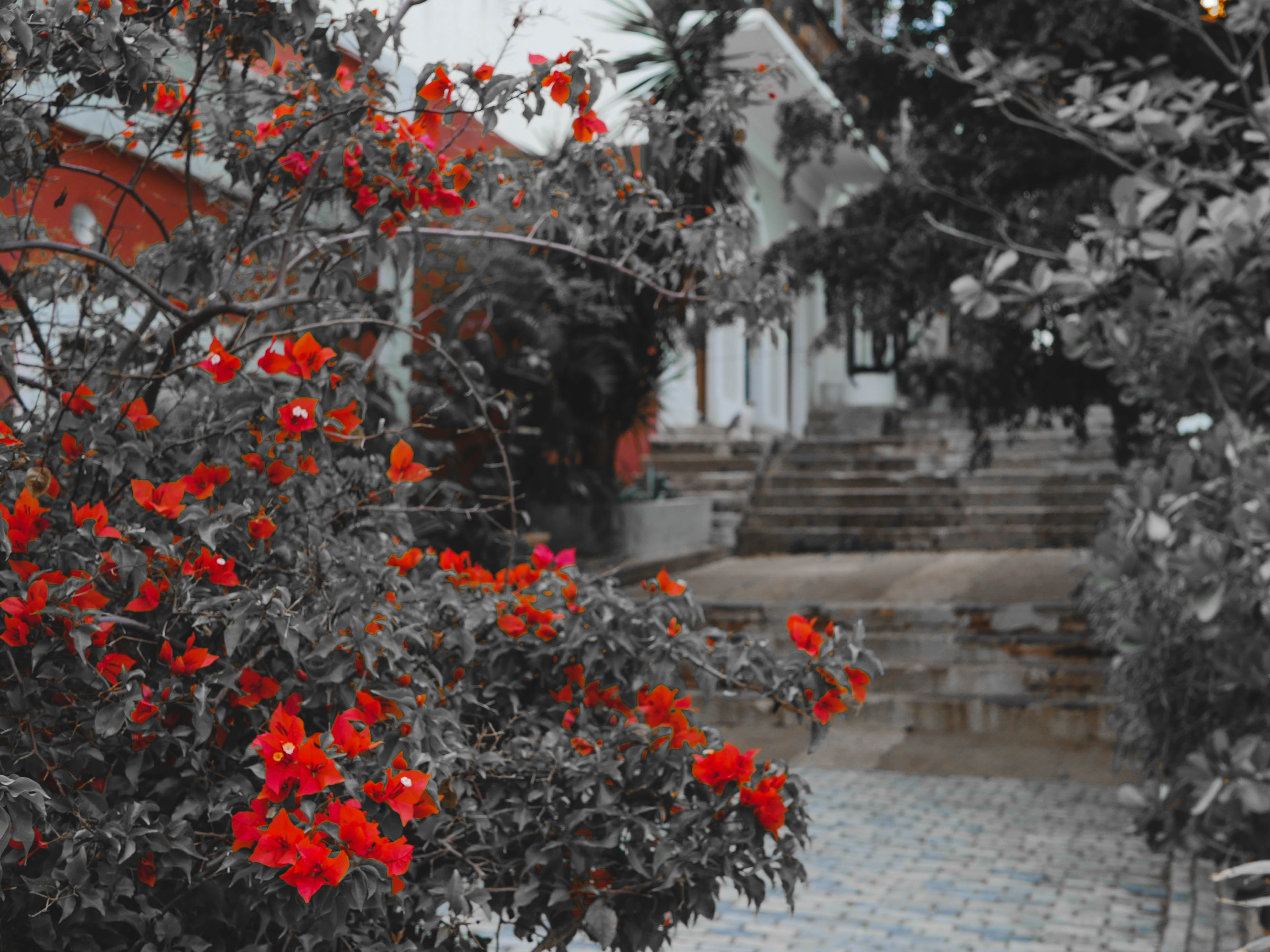 black red flowers.jpg