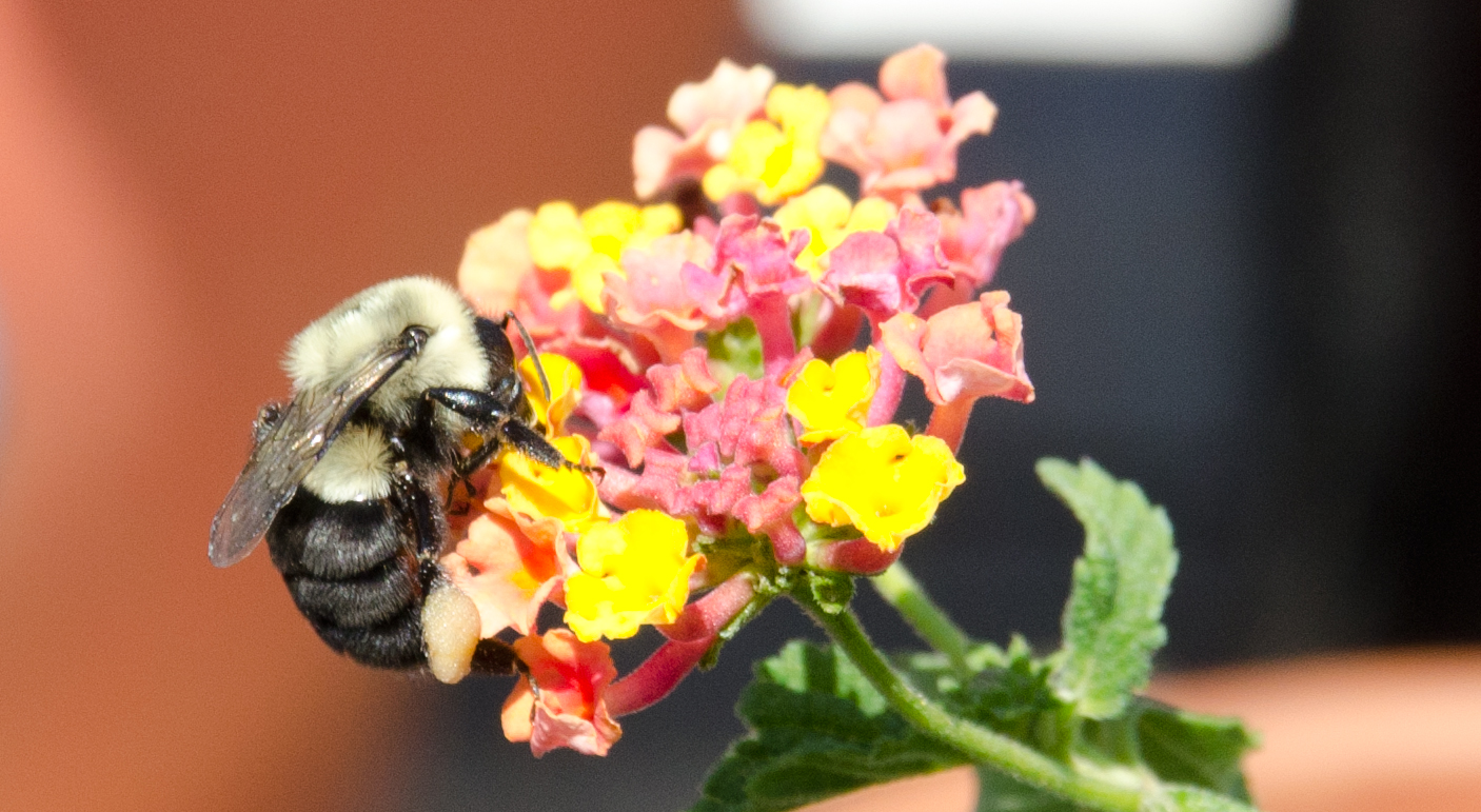 zoom---2---Lantana-and-a-bee---brandon-holsey.jpg