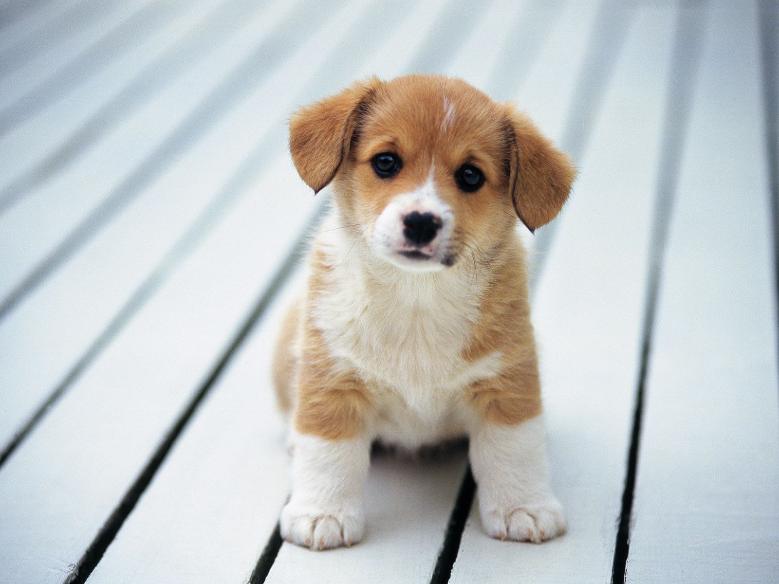 animals_amazing_sweet_high_quality_puppy_dogs_picture-23.jpg