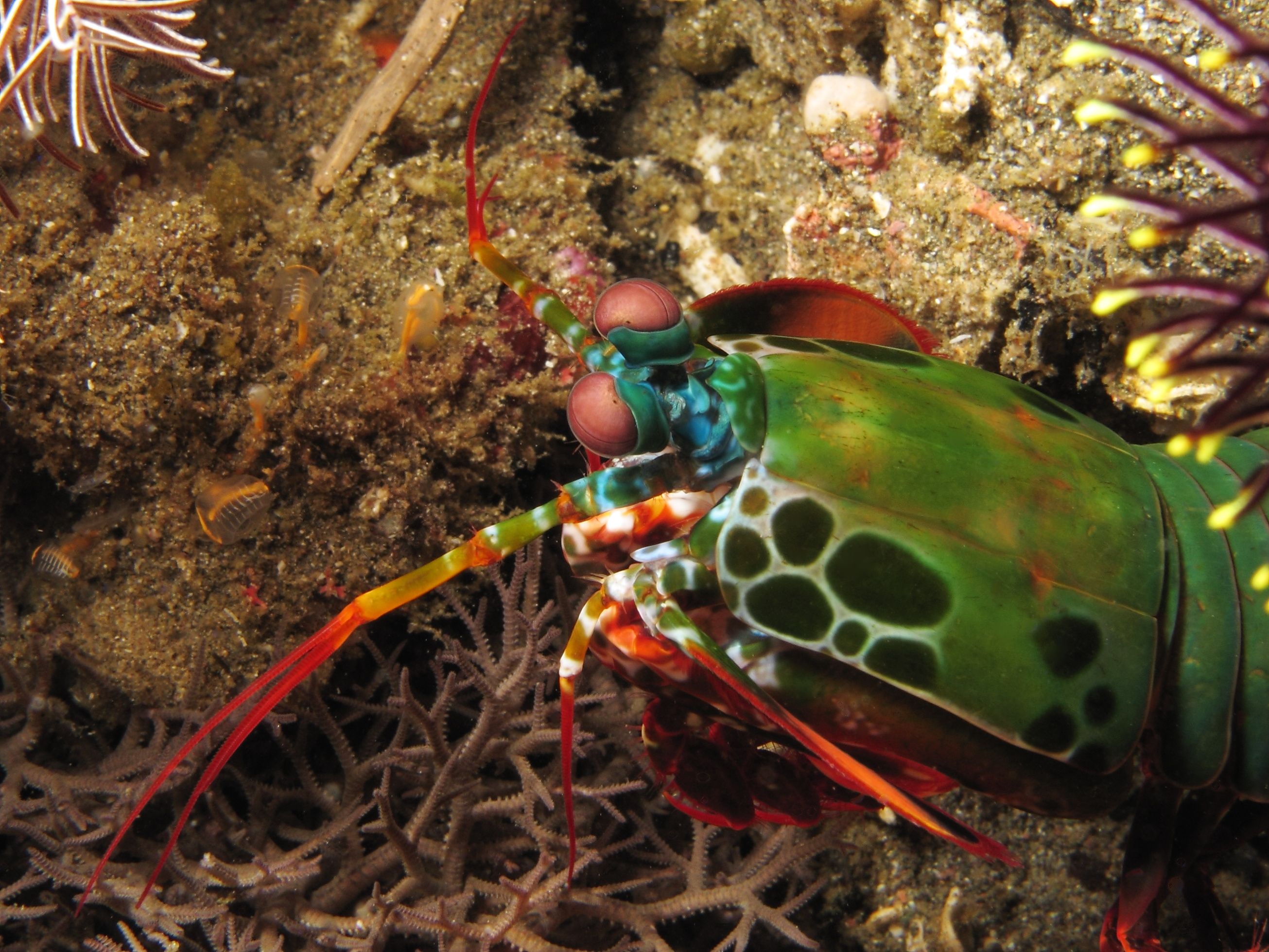 Mantis_shrimp_near_Nusa_Kode_Island.JPG