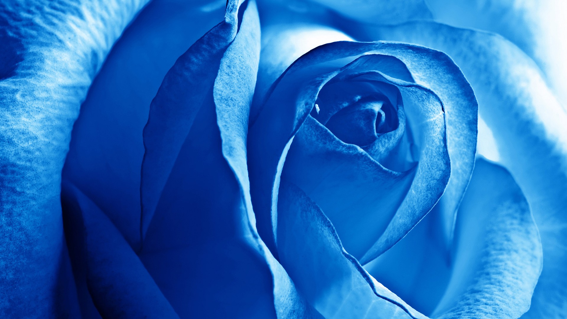 blue_rose-1920x1080.jpg