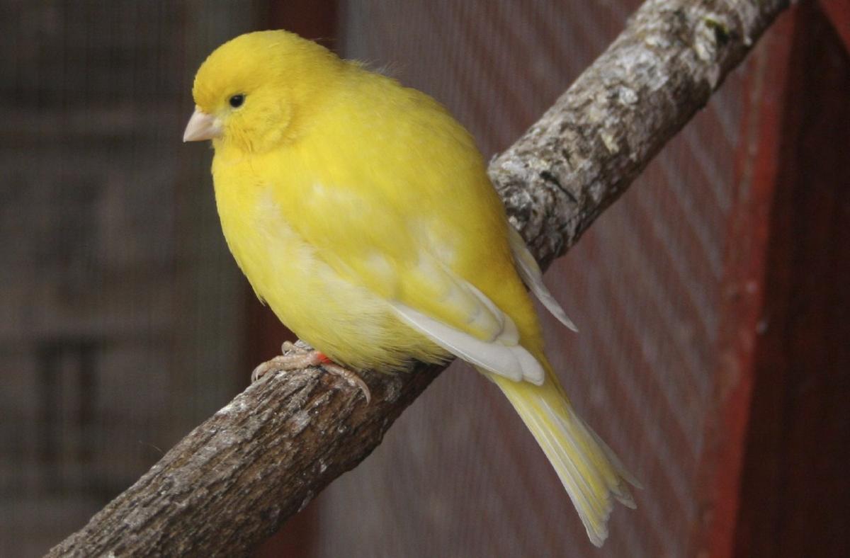 canary sitting.jpg