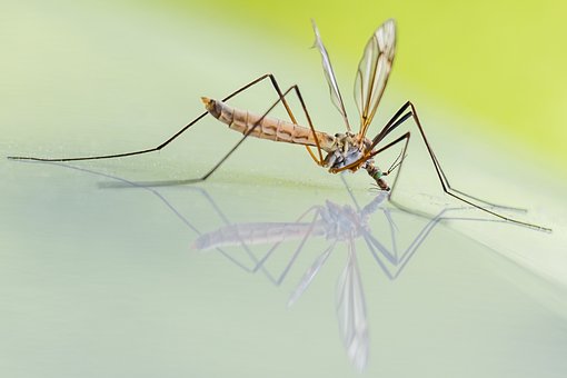 mosquito-1754359__340.jpg