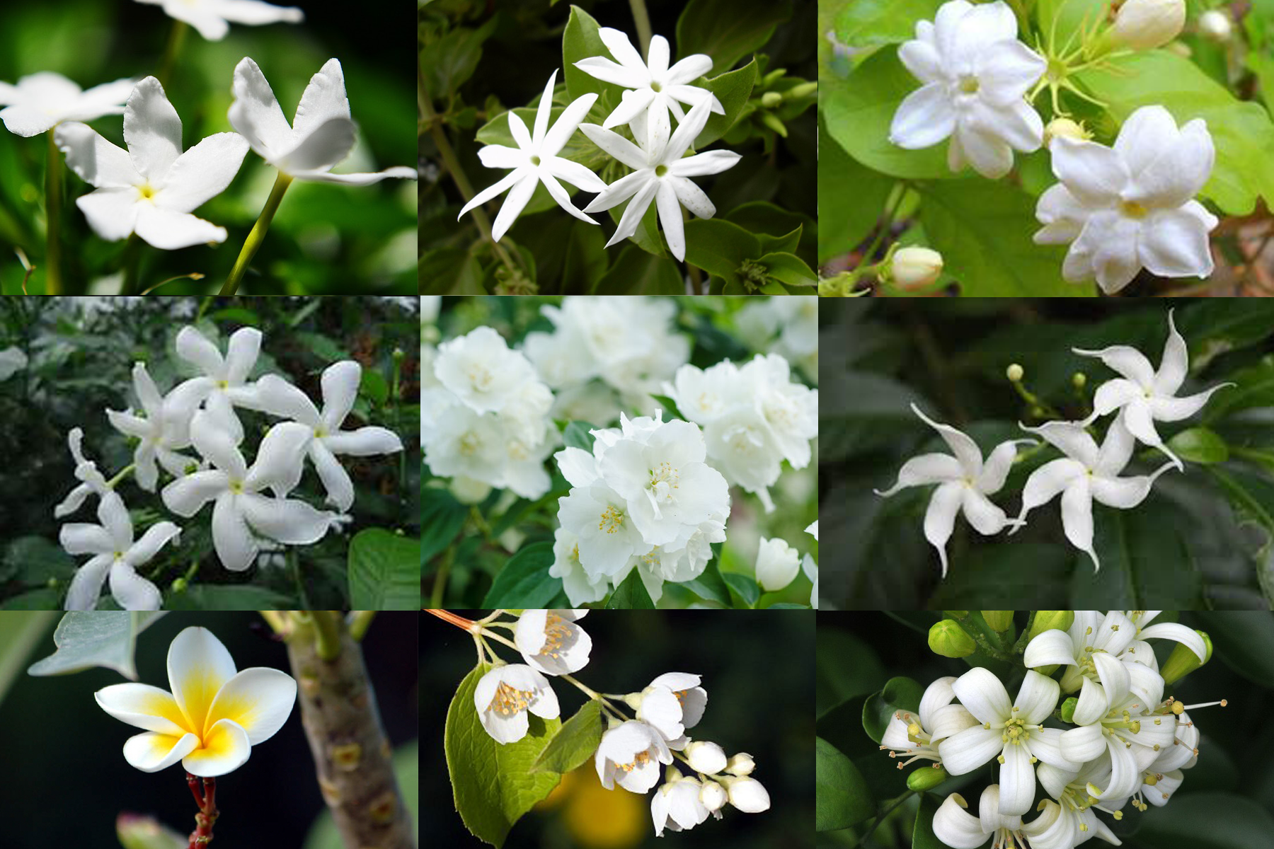 jasmine 4 copy.png