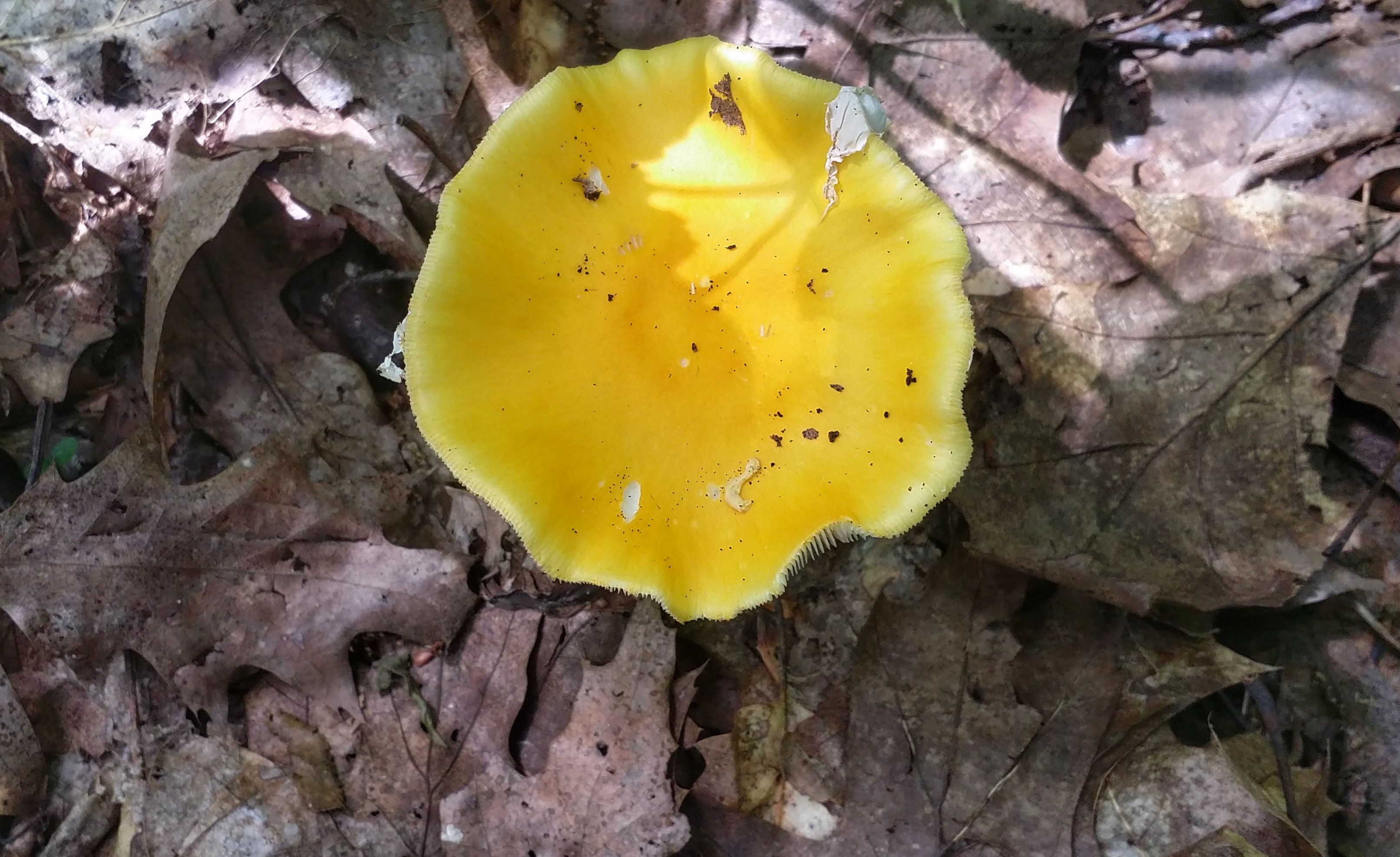 mushroom yellow2.jpeg