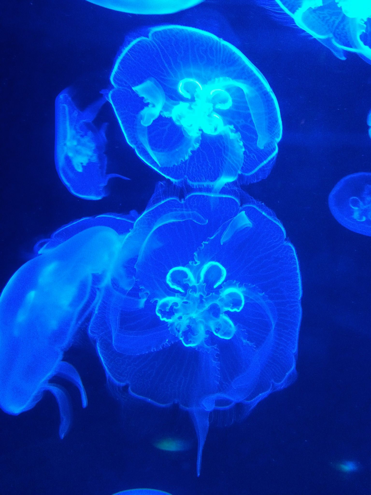 blue moon jellyfish