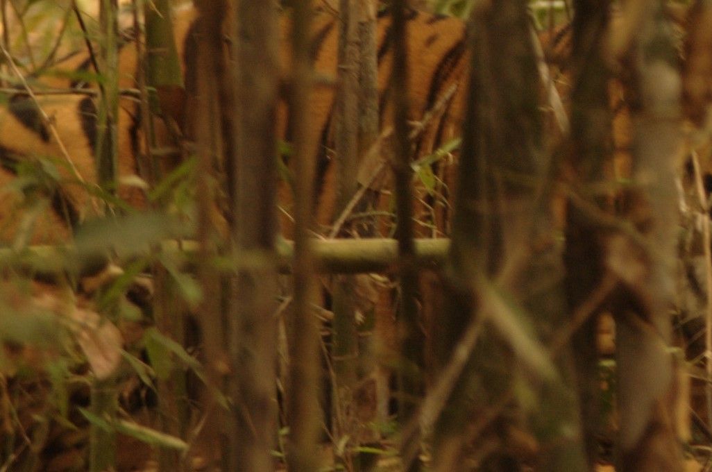 tiger-in-kanha.jpg