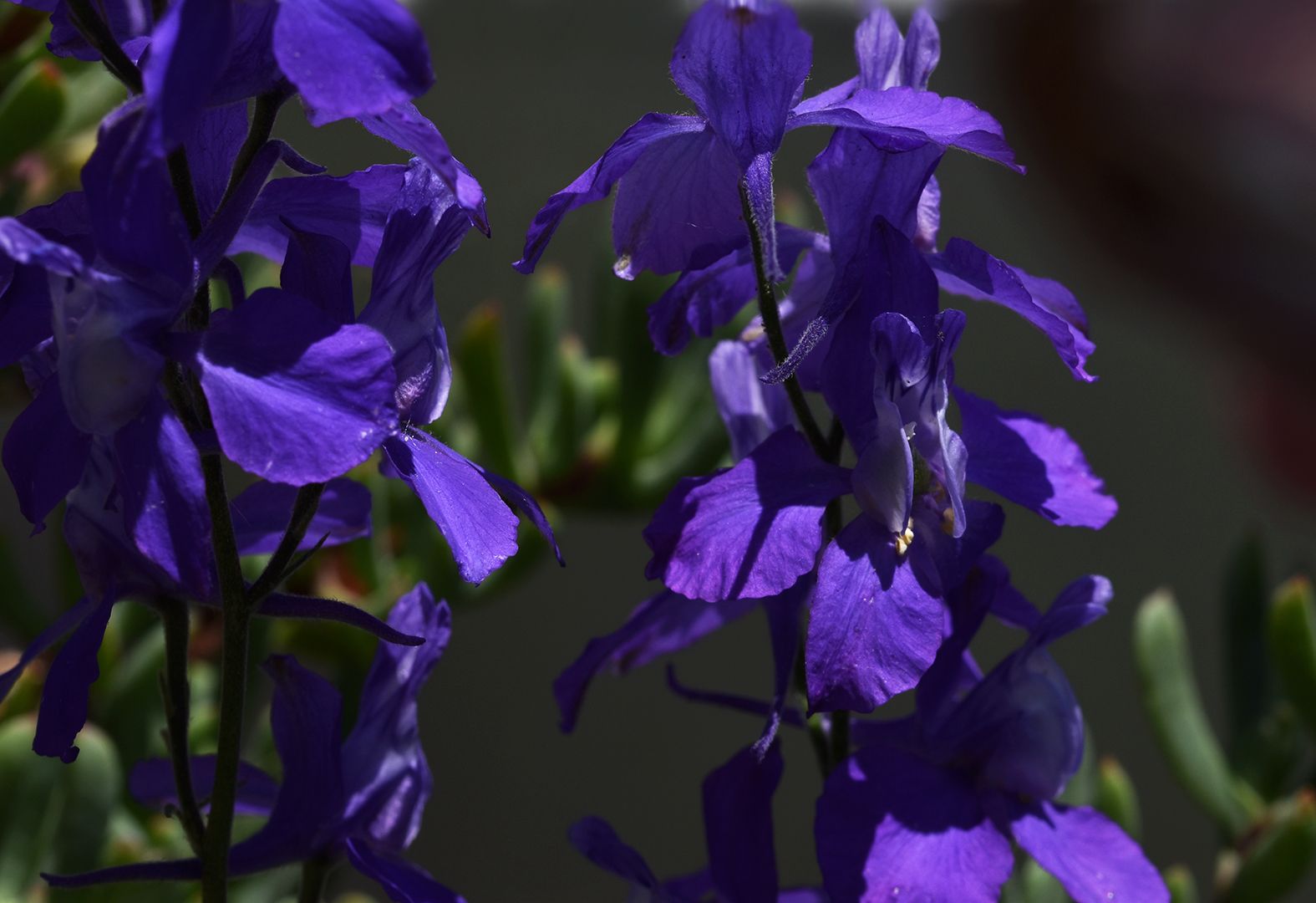 Larkspur blue 1.jpg