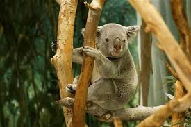 koalas in austrila.jpg