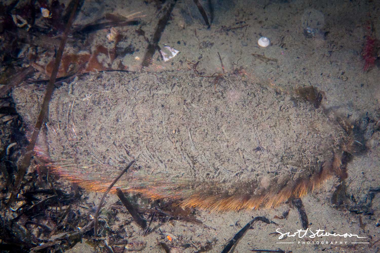 Dishevelled Sea Mouse-3.jpg